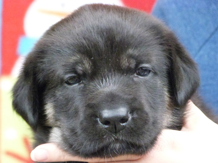 chinook puppy